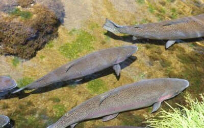 Die neue Fischereisaison steht vor der Tür